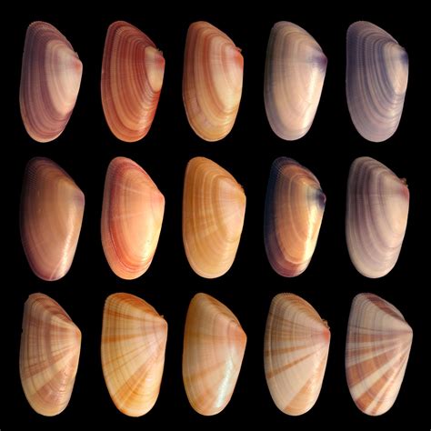 phenotype variability examples.